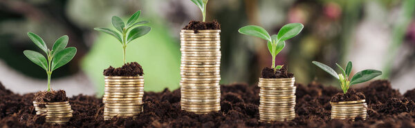 panoramic shot of coins with green leaves and soil, financial growth concept