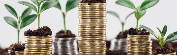 panoramic shot of coins with green leaves and soil Isolated On White, financial growth concept