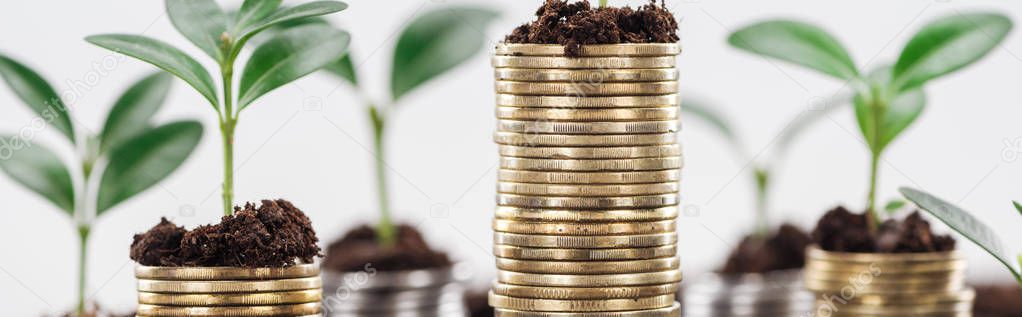 panoramic shot of coins with green leaves and soil Isolated On White, financial growth concept