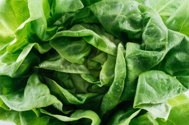 close up view of raw natural wet green lettuce leaves with water drops clipart