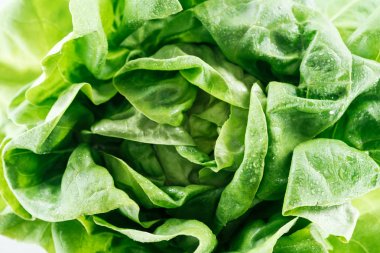 close up view of fresh raw wet green lettuce leaves with water drops clipart
