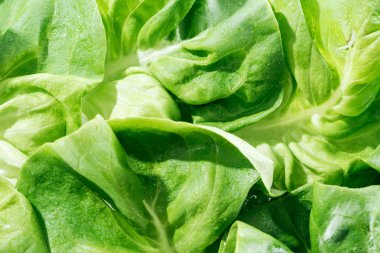 close up view of fresh organic wet green lettuce leaves with water drops clipart
