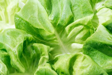 close up view of natural wet green lettuce leaves with water drops clipart