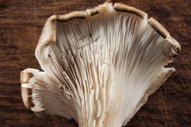 close up view of uncooked mushroom on textured wooden background clipart