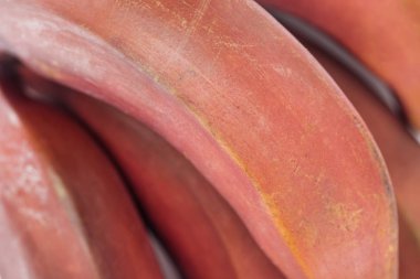 close up view of ripe exotic delicious red bananas clipart