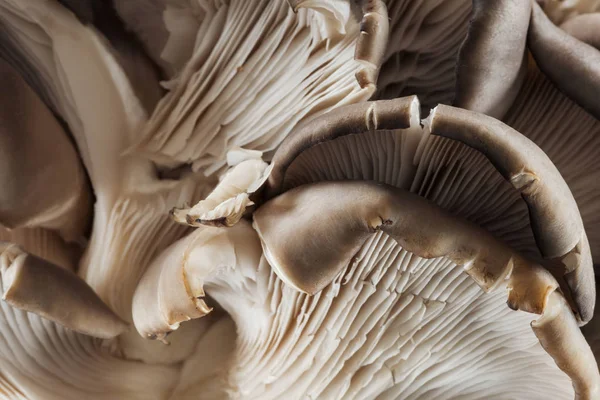 Vista Perto Cogumelos Texturizados Crus Brancos — Fotografia de Stock