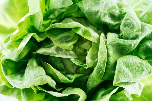 Nahaufnahme Von Frischen Rohen Nassen Grünen Salatblättern Mit Wassertropfen — Stockfoto