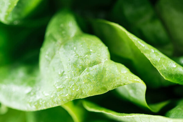 close up view of fresh natural green lettuce leaves with water drops