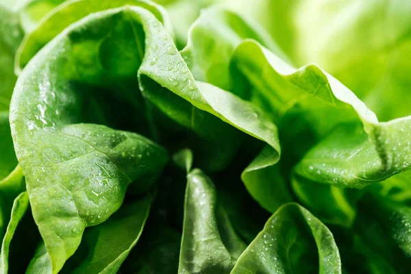 Közeli Kilátás Friss Természetes Nedves Zöld Saláta Levelek — Stock Fotó
