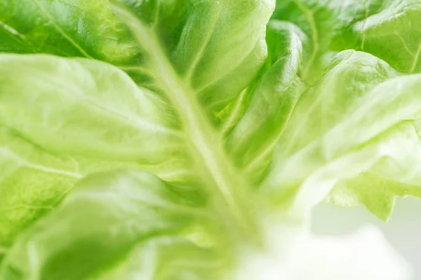 Nahaufnahme Von Frischem Natürlichem Grünen Salatblatt — Stockfoto