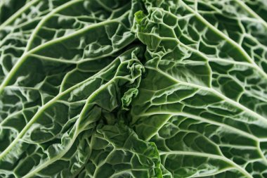 close up view of textured fresh green cabbage leaves clipart