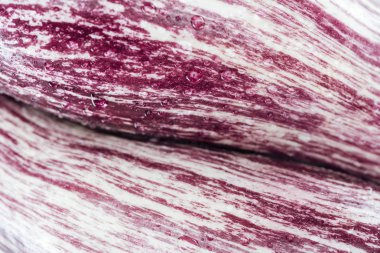 su damlaları ile dokulu kırmızı lahana yaprağı yakından görünümü