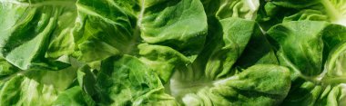 panoramic shot of green wet fresh organic lettuce leaves with water drops clipart