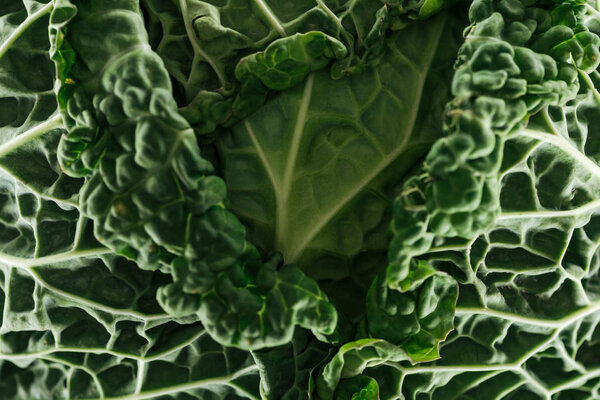 close up view of textured green cabbage leaves