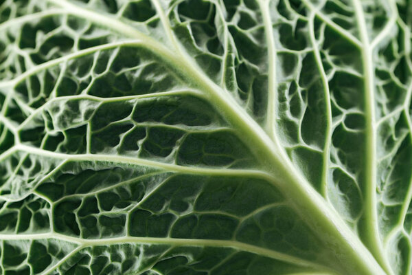 close up view of green fresh cabbage leaf