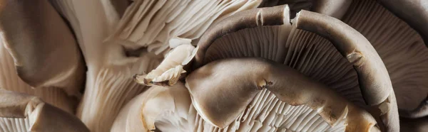 Panoramic Shot Textured White Brown Mushrooms Stack — Stock Photo, Image