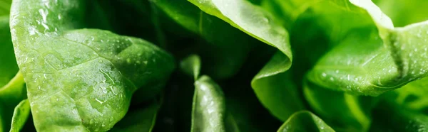 Panoramablick Auf Grüne Salatblätter Mit Wassertropfen — Stockfoto