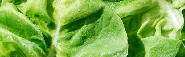 panoramic shot of green wet organic lettuce leaves with water drops