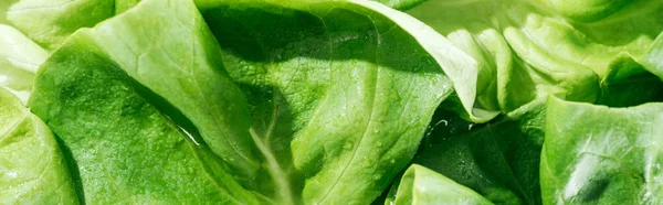 Panoramic Shot Green Fresh Lettuce Leaves Water Drops — Stock Photo, Image