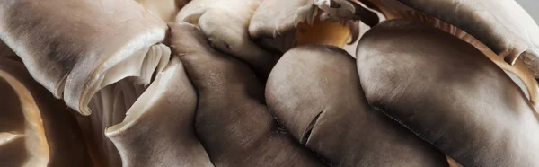 Panoramic Shot Textured White Brown Mushrooms Pile — Stock Photo, Image