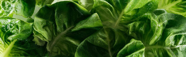 panoramic shot of green organic lettuce leaves with water drops