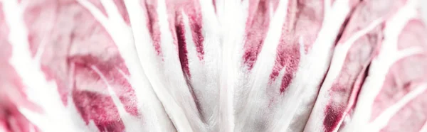 Панорамний Знімок Свіжого Органічного Червоного Капустяного Текстурованого Листа — стокове фото