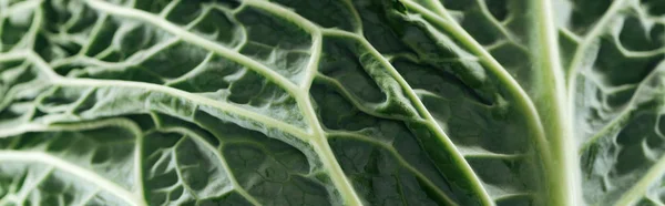 Close View Green Bright Cabbage Leaf Panoramic Shot — Stock Photo, Image