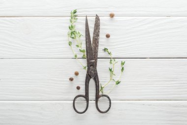 top view of green thyme, retro scissors and black pepper on white wooden table clipart