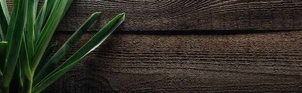 Top View Green Leek Wooden Rustic Table Panoramic Shot — Stock Photo, Image