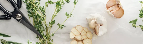 Panoramic Shot Garlic Cloves Scissors Thyme White Paper Background — Stock Photo, Image