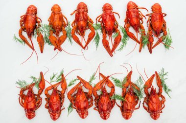 top view of red lobsters and green herds on white background clipart