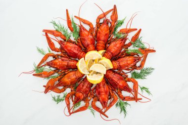 beyaz arka plan üzerinde kırmızı ıstakoz, limon dilimleri ve yeşil otlar üst görünümü