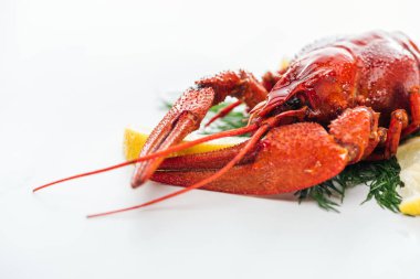 beyaz arka plan üzerinde limon dilimleri ve yeşil otlar ile kırmızı ıstakoz