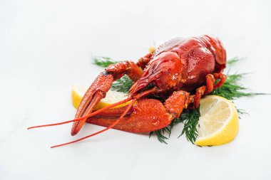 red lobster with lemon slices and green herbs on white background clipart