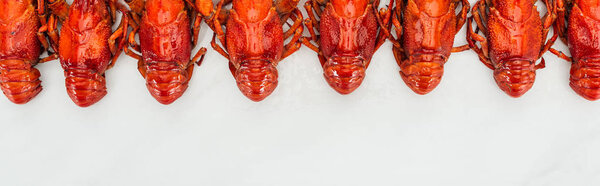 panoramic shot of red lobsters on white background