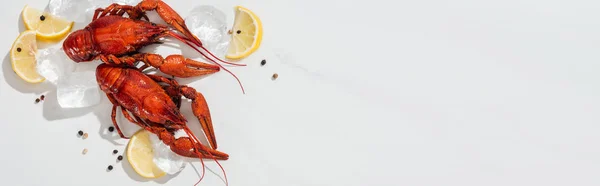 Panoramic Shot Red Lobsters Peppers Lemon Slices Ice Cubes White — Stock Photo, Image