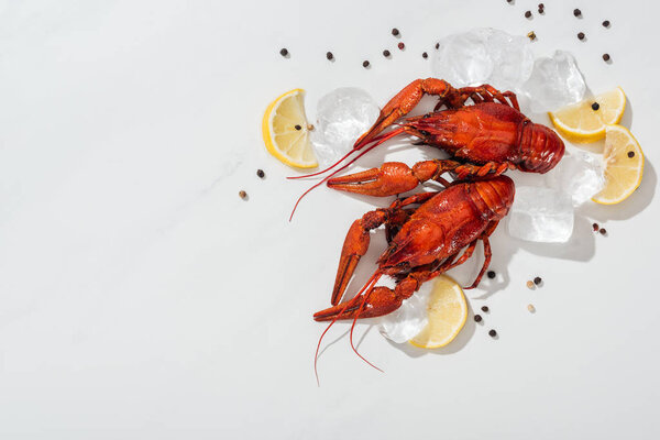 top view of red lobsters, peppers, lemon slices and ice cubes on white background