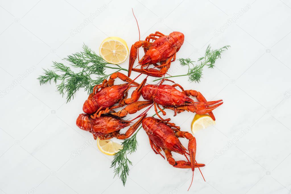 top view of red lobsters, lemon slices and green herbs on white background