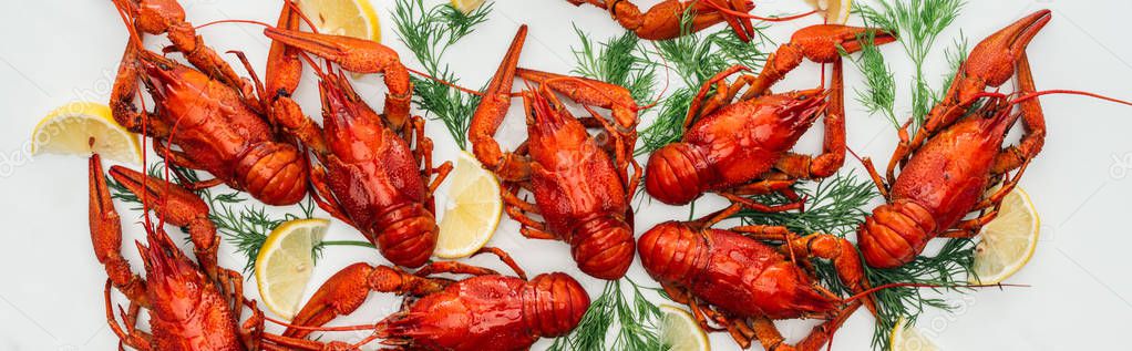 panoramic shot of red lobsters, lemon slices and green herbs on white background
