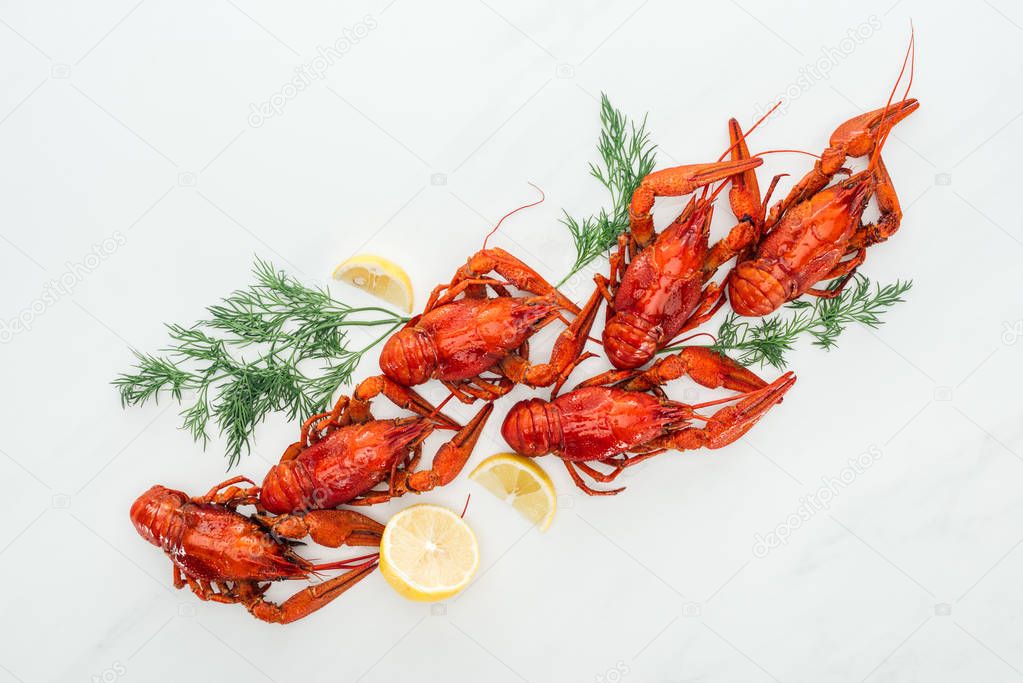 top view of red lobsters, lemon slices and green herbs on white background