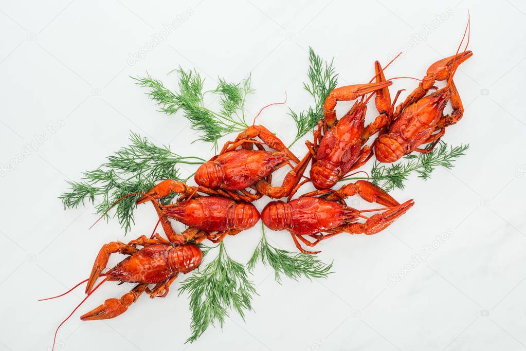 top view of red lobsters and green herbs on white background