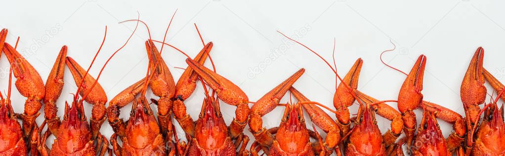 panoramic shot of red lobsters heads on white background