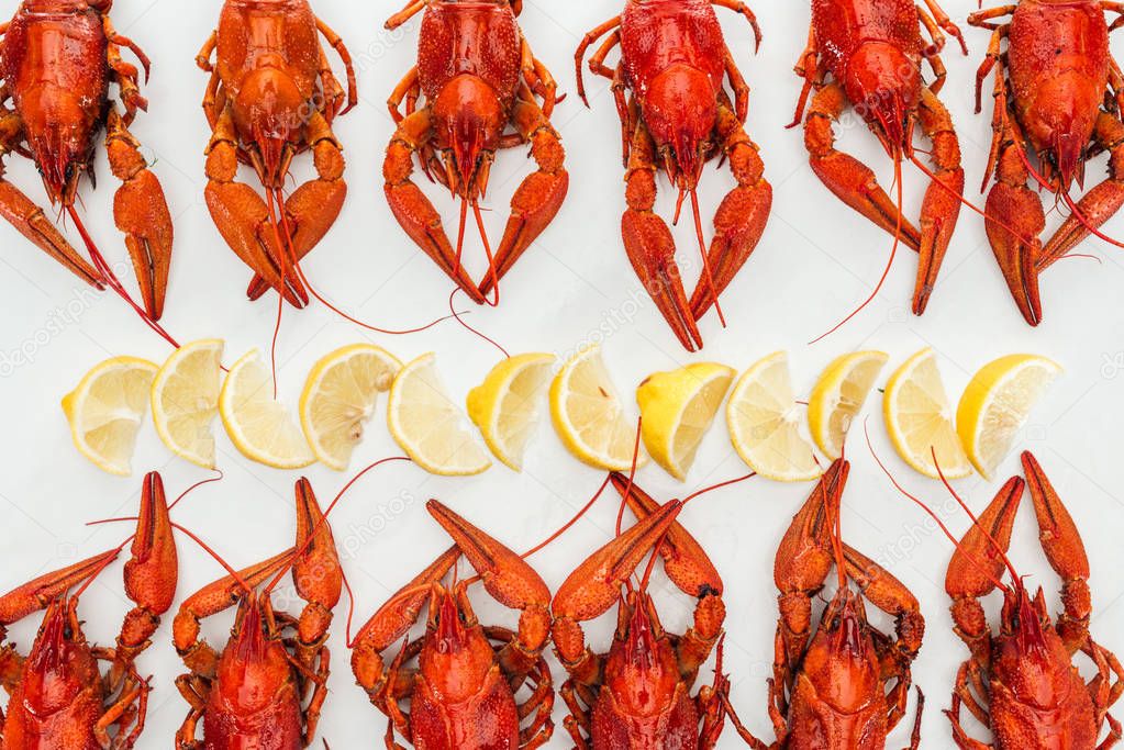 top view of red lobsters and lemon slices on white background