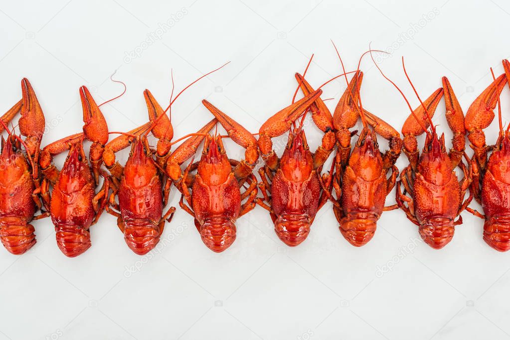 top view of red lobsters on white background