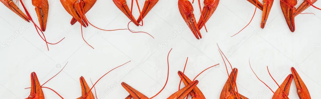panoramic shot of red lobsters claws on white background