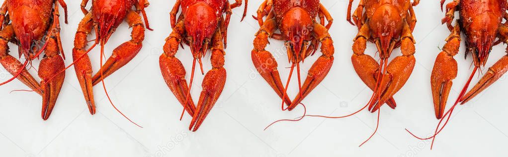 panoramic shot of red lobsters claws and heads on white background