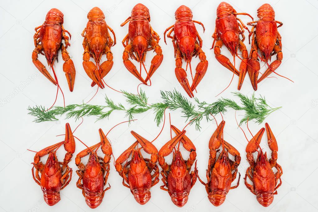 top view of red lobsters and green herds on white background