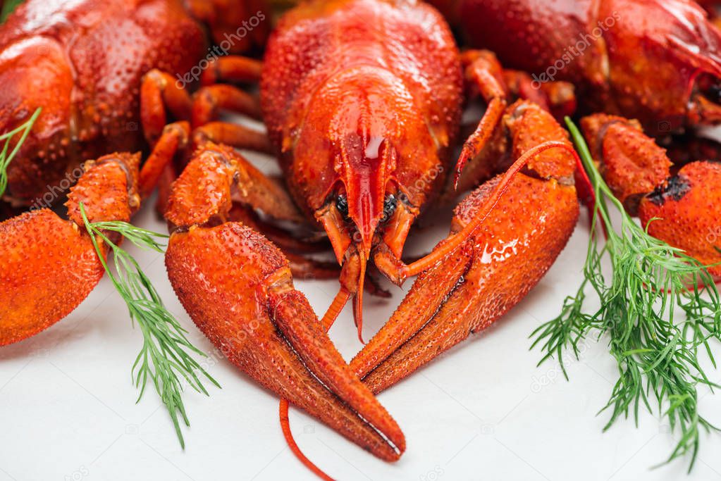 close up view of red lobsters and green herbs on white background