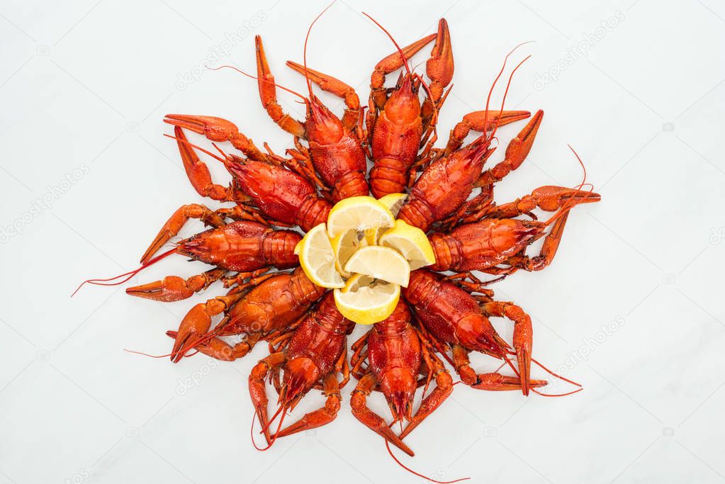 top view of red lobsters and lemon slices on white background