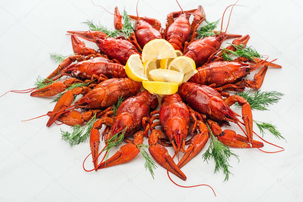 red lobsters, lemon slices and green herbs on white background